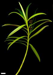 Veronica townsonii. Sprig. Scale = 10 mm.
 Image: M.J. Bayly & A.V. Kellow © Te Papa CC-BY-NC 3.0 NZ